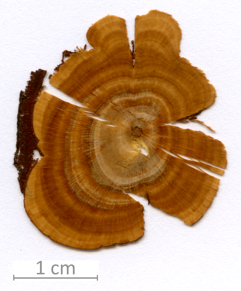 035_XT0014XX sezione trasversale