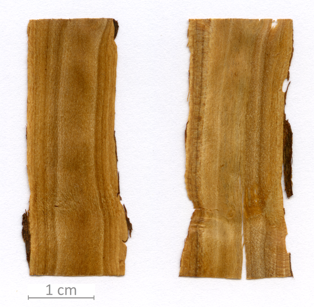 036_XT0004XX001 sezione longitudinale tangenziale