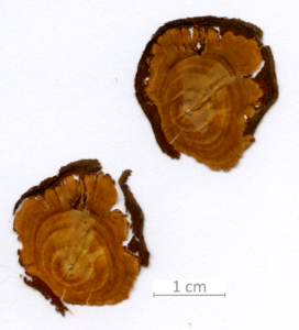 036_XT0004XX001 sezione trasversale