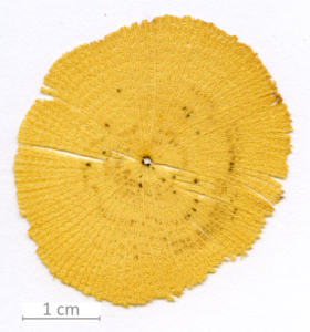 038_XT0106XX sezione trasversale