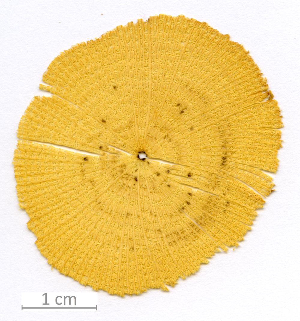 038_XT0106XX sezione trasversale