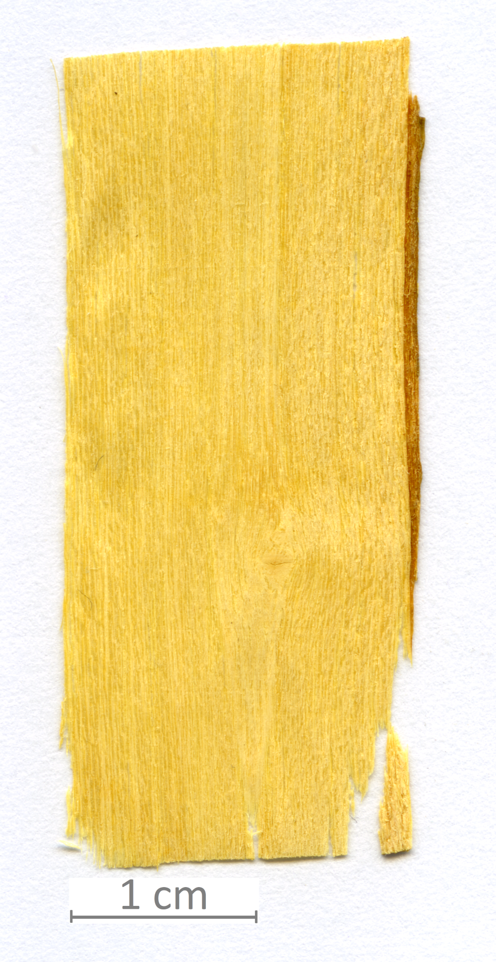 039_XT0006XX sezione longitudinale radiale