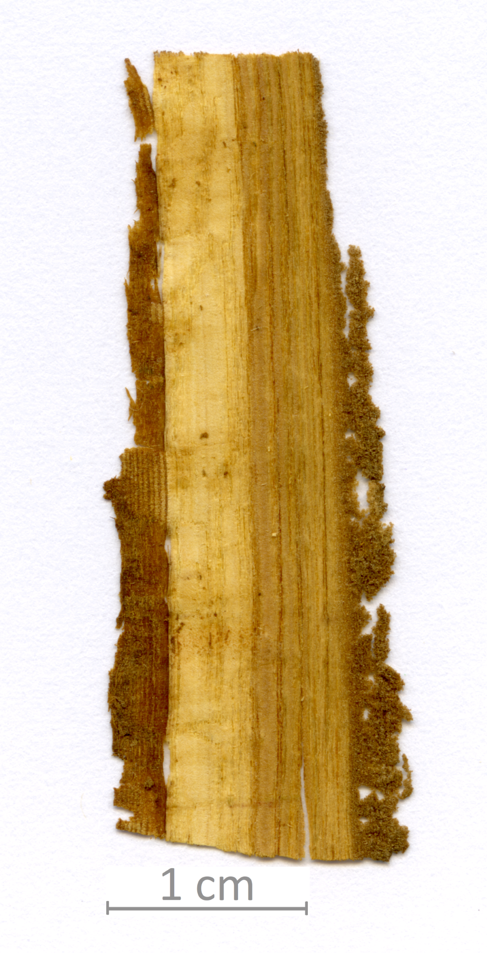 040_XT0108XX sezione longitudinale radiale