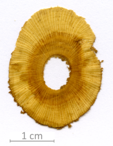 040_XT0108XX sezione trasversale