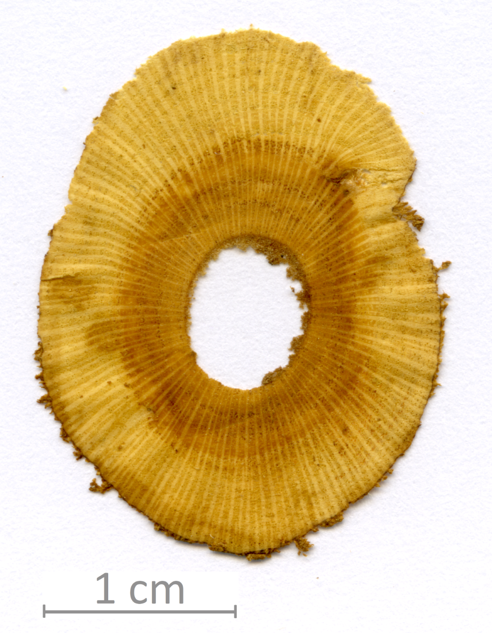 040_XT0108XX sezione trasversale