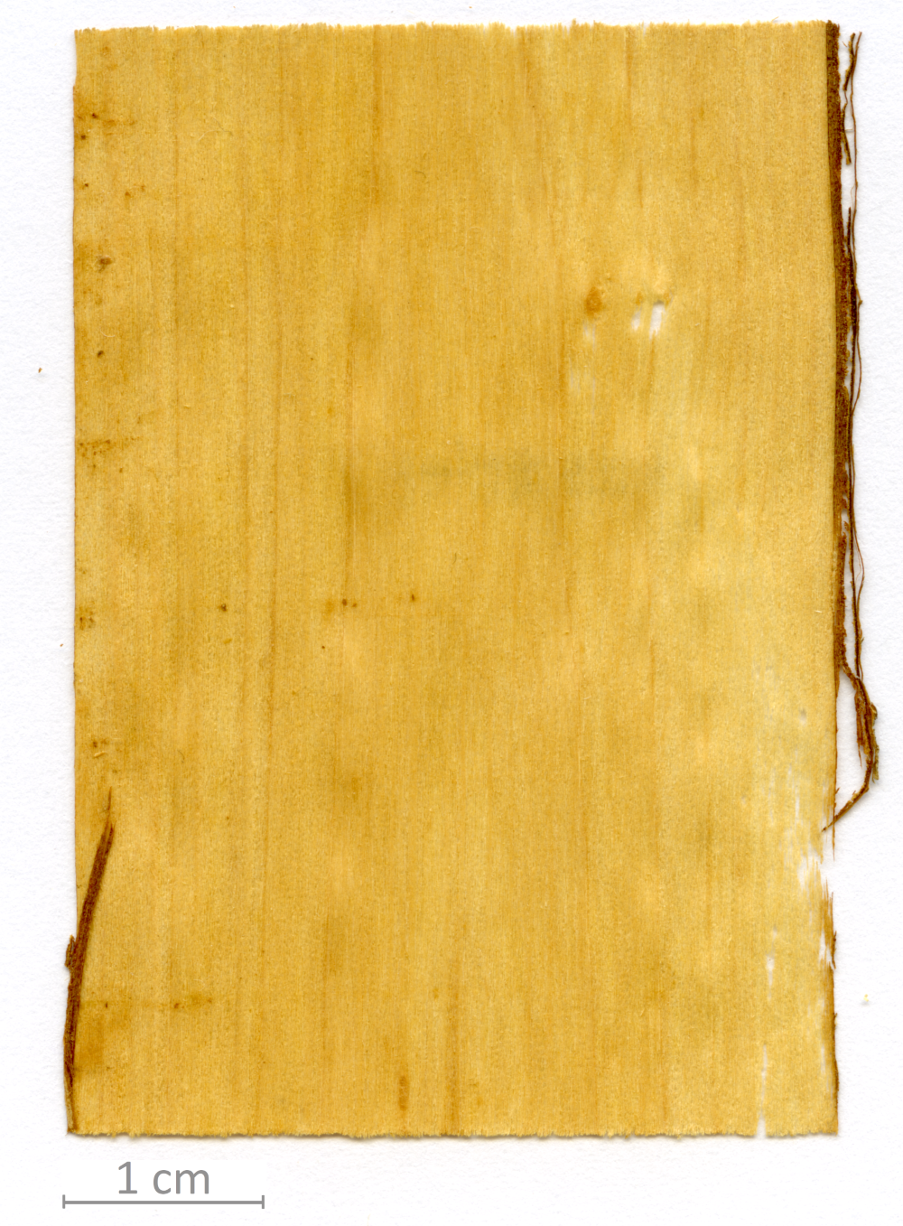 043_XT0083XX sezione longitudinale tangenziale