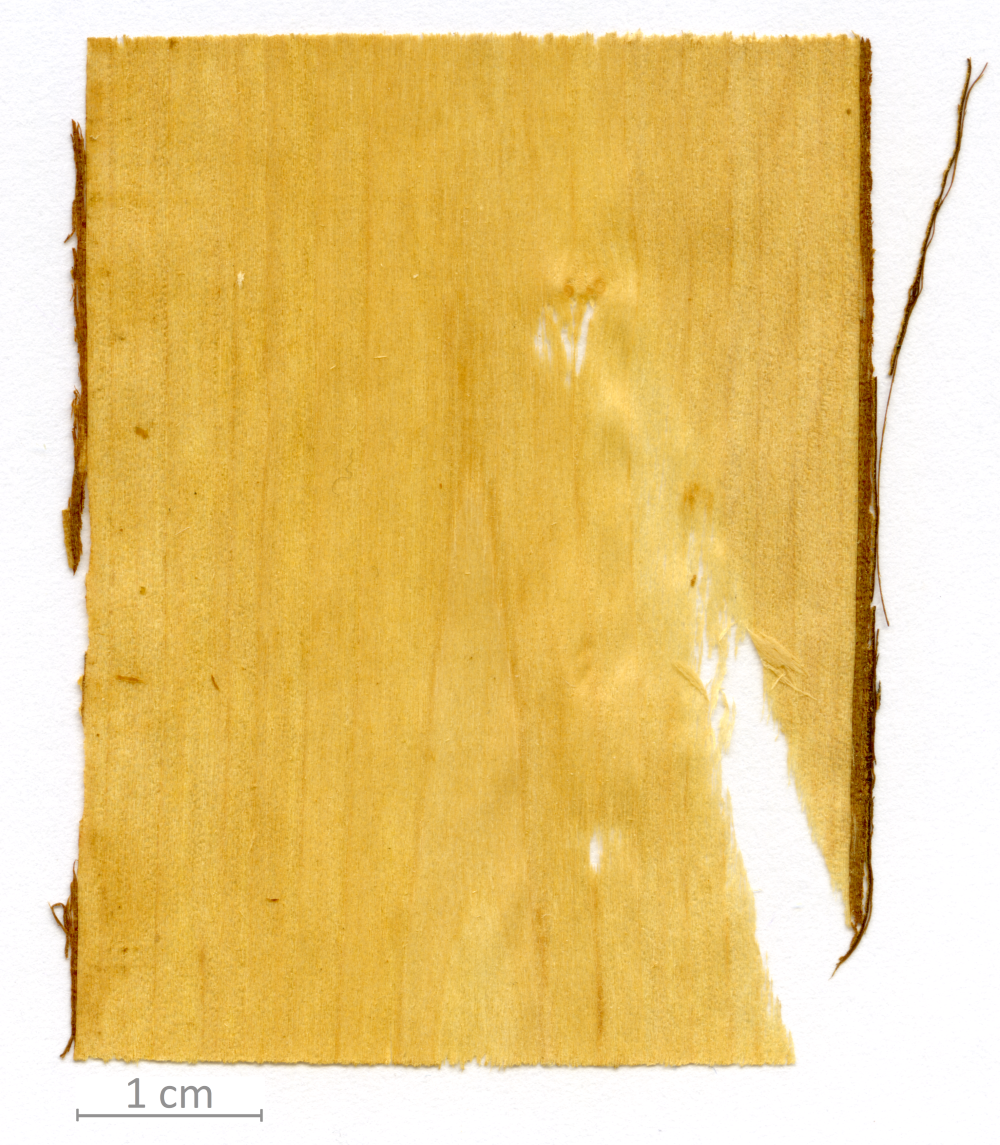 043_XT0083XX sezione longitudinale radiale