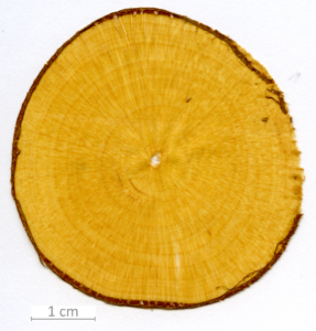 043_XT0083XX sezione trasversale