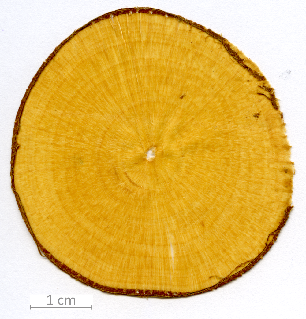 043_XT0083XX sezione trasversale