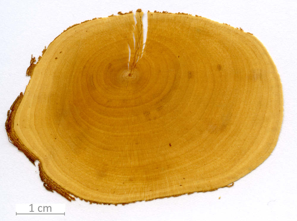 044_XT0094XX sezione trasversale