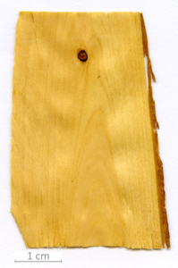 045_XT0135XX sezione longitudinale radiale