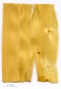 045_XT0135XX sezione longitudinale tangenziale