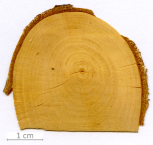 045_XT0135XX sezione trasversale