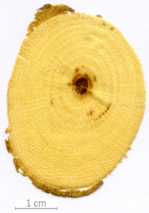 048_XT0129XX sezione trasversale