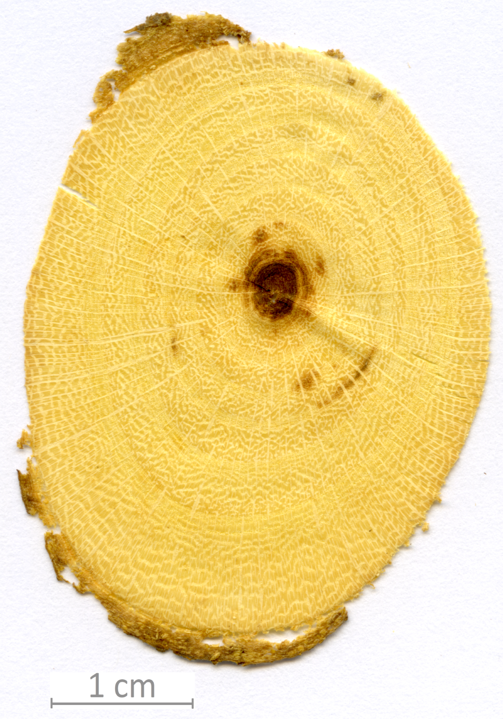 048_XT0129XX sezione trasversale