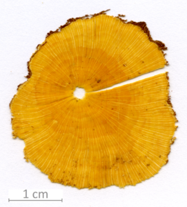 050_XT0046XX sezione trasversale