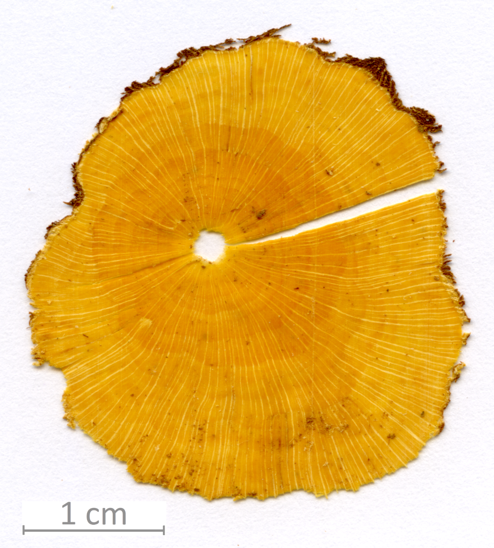 050_XT0046XX sezione trasversale