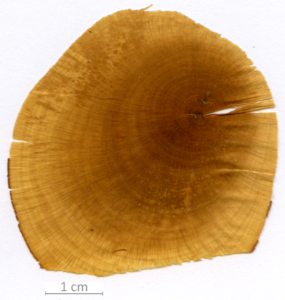 051_XT0053XX sezione trasversale