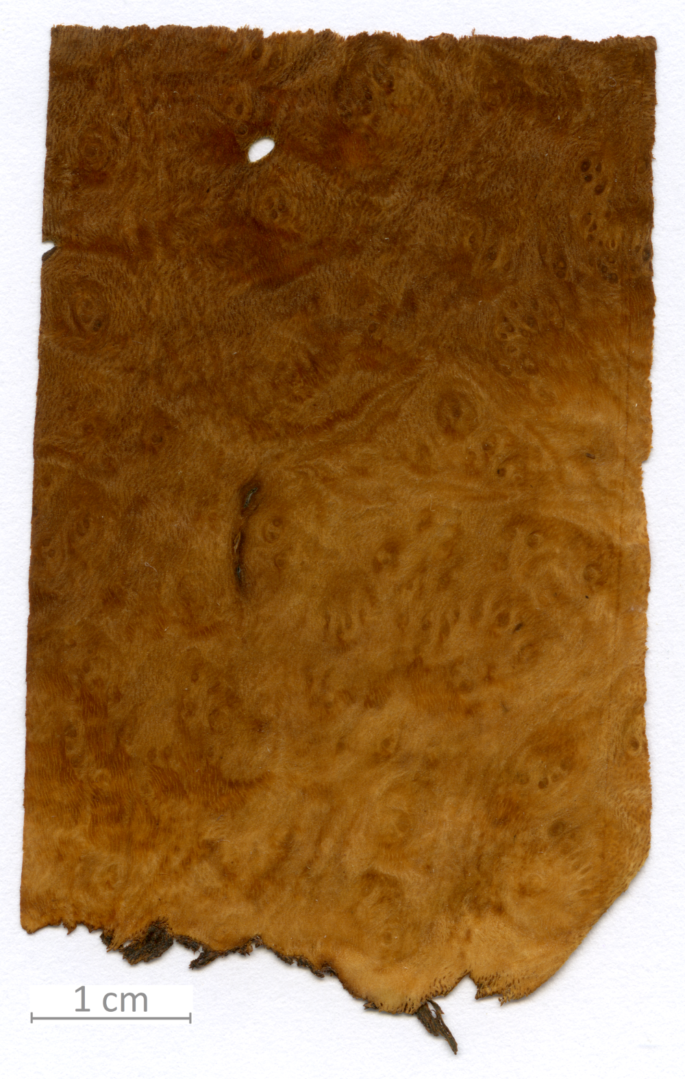 052_XT0149XX sezione longitudinale