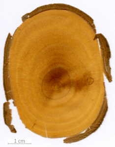 054_XT0166XX sezione trasversale