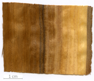 055_XT0165XX sezione longitudinale radiale