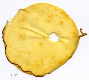 056_XT0052XX sezione trasversale