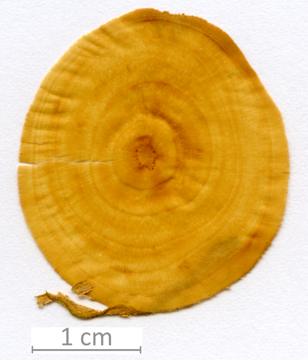 112_XT0028XX sezione trasversale