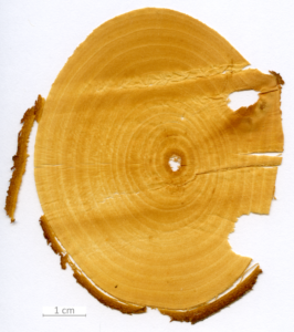 113_XT0158XX sezione trasversale