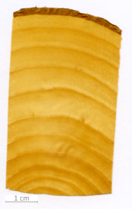 114_XT0159XX sezione trasversale