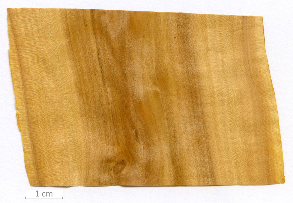 115_XT0156XX sezione longitudinale