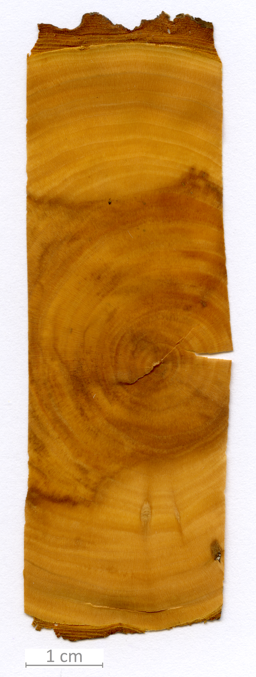 115_XT0156XX sezione trasversale