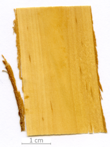 116_XT0029XX sezione longitudinale radiale