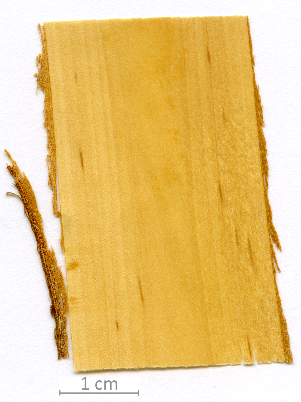 116_XT0029XX sezione longitudinale radiale