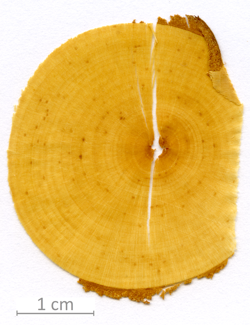 116_XT0029XX sezione trasversale