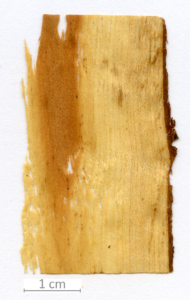 117_XT0051XX sezione longitudinale