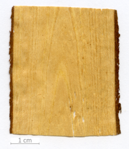 117_XT0051XX sezione longitudinale