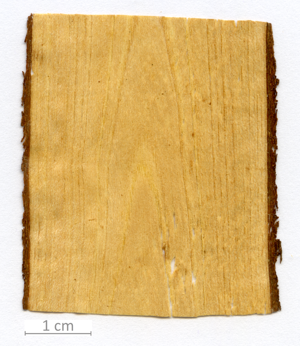 117_XT0051XX sezione longitudinale