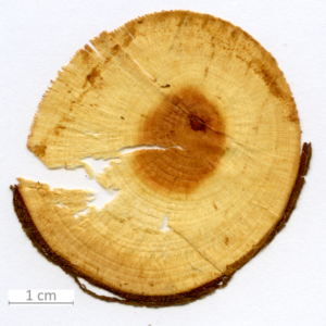 117_XT0051XX sezione trasversale