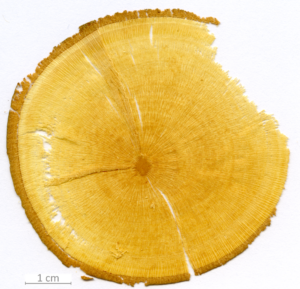 118_XT0141XX sezione trasversale