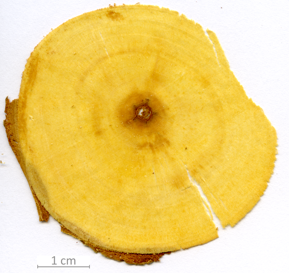 120_XT0125XX sezione trasversale