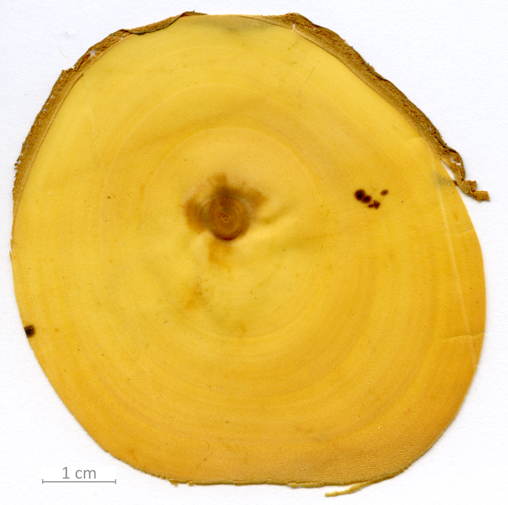 121_XT0136XX sezione trasversale