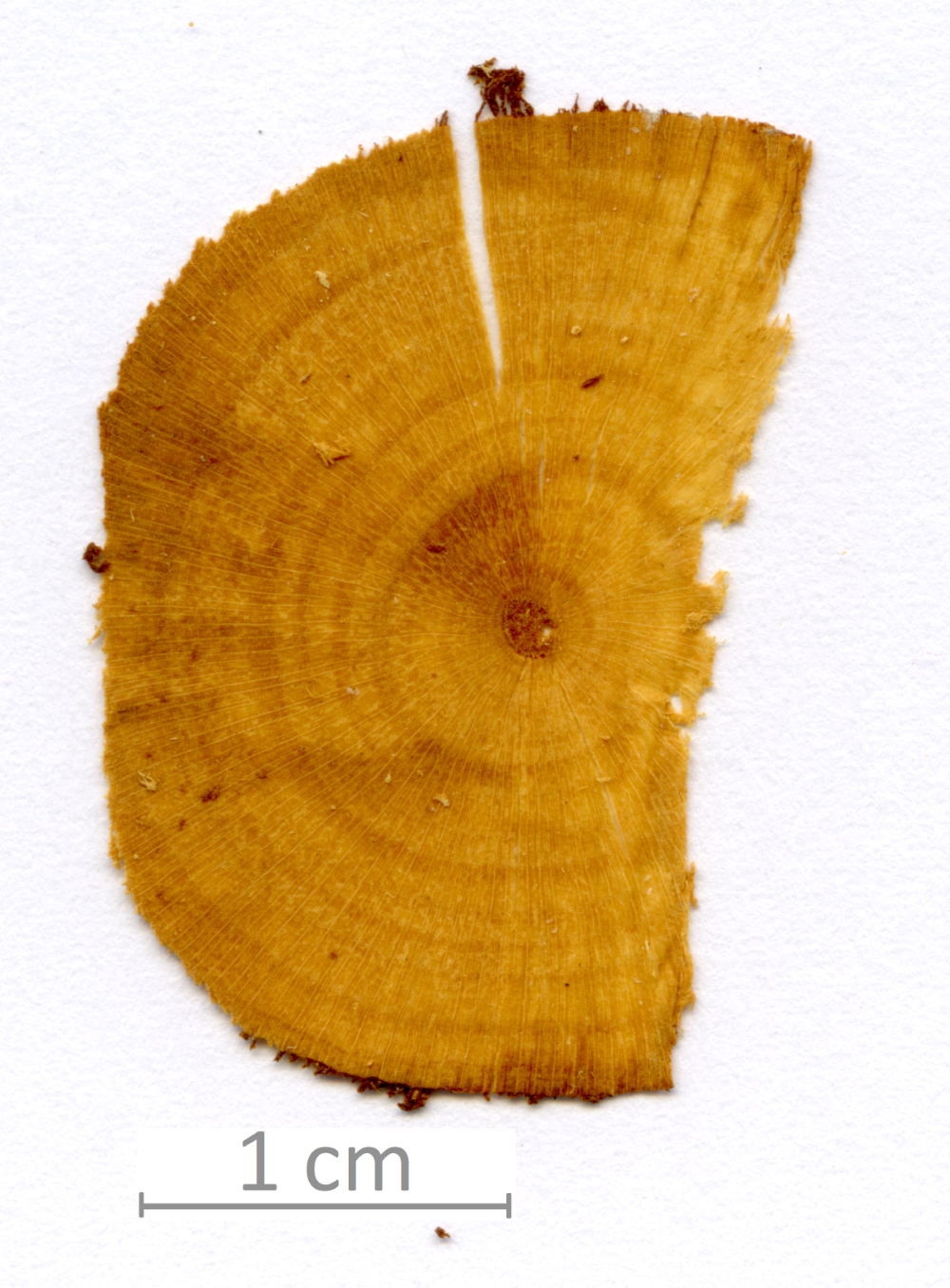 124_XT0092XX sezione trasversale