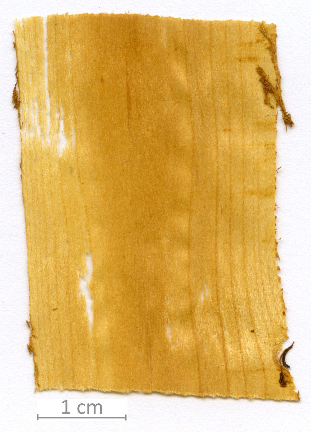 125_XT0091XX sezione longitudinale