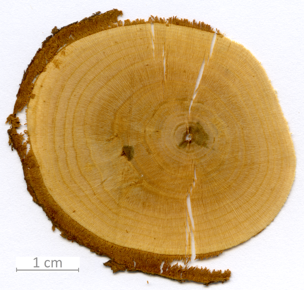 125_XT0091XX sezione trasversale