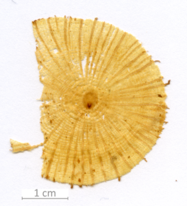 126_XT0023QC sezione trasversale