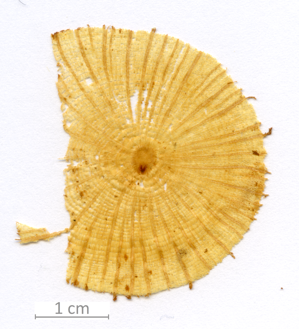 126_XT0023QC sezione trasversale