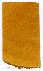 127_XT0102XX sezione trasversale