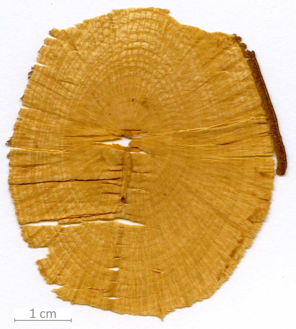 128_XT0085XX sezione trasversale