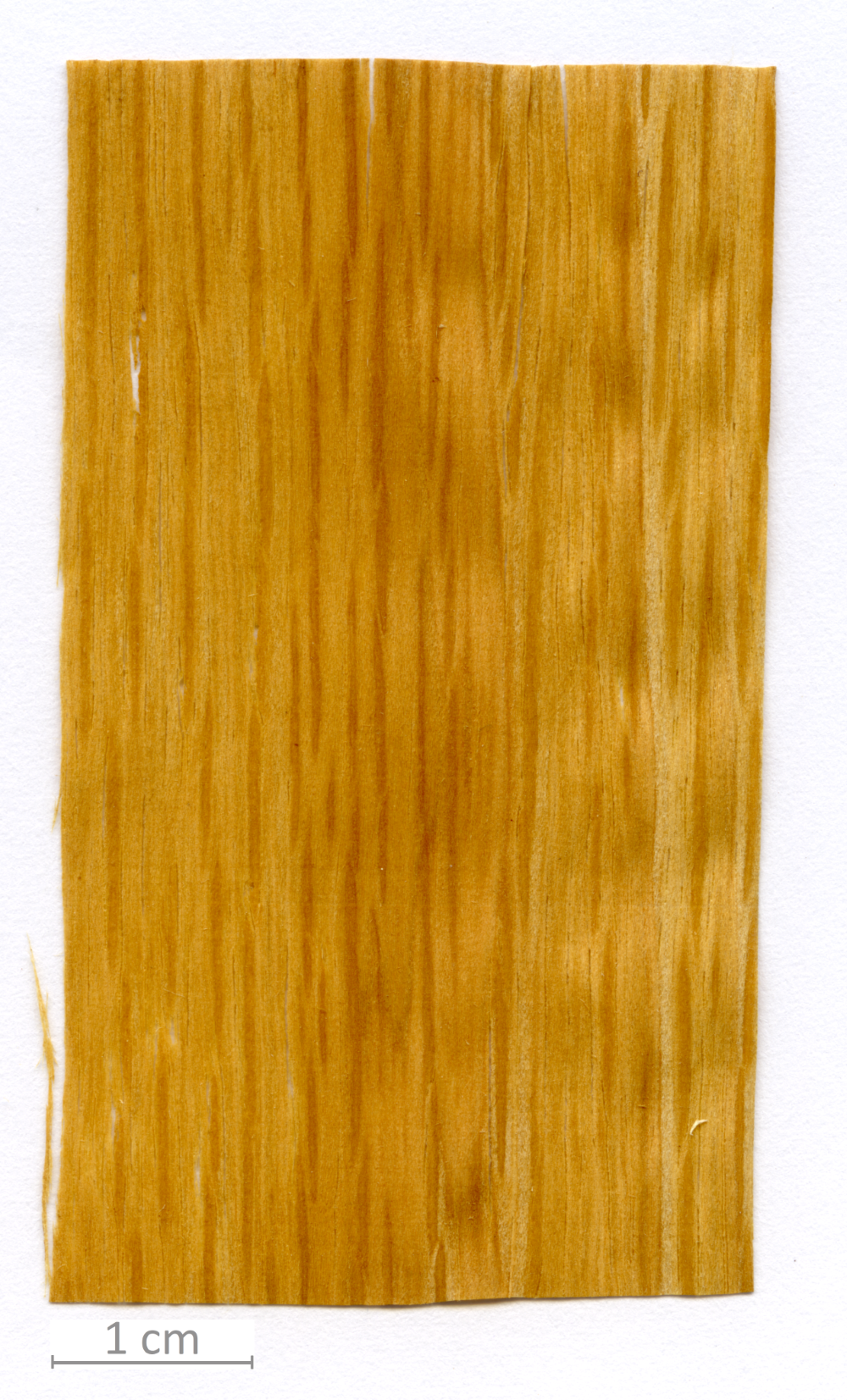 129_XT0140XX sezione longitudinale radiale