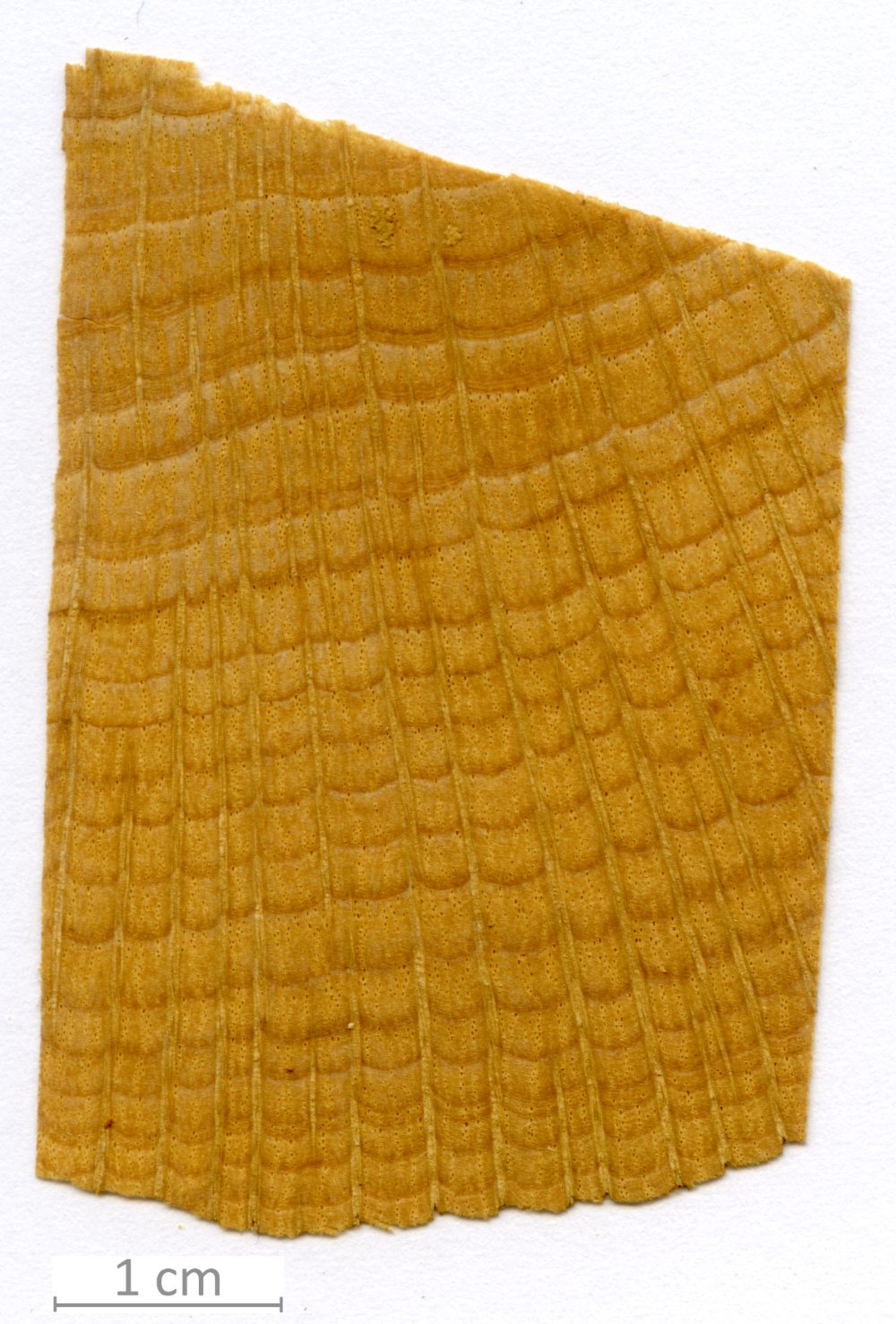 129_XT0140XX sezione trasversale